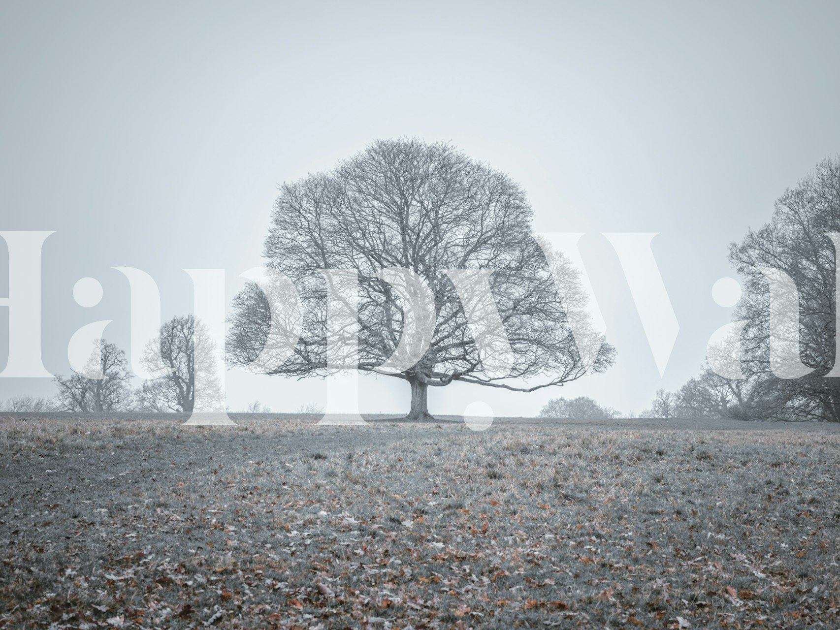 Ethereal Tree Tapete in einem modernen Raum
