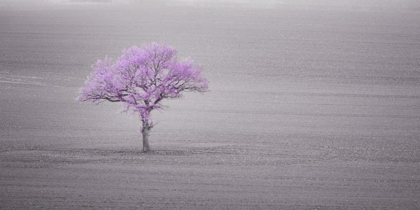 Lone Tree Stands Tall