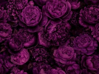 Moody Baroque Velveteen Flowers Fuchsia Mauve tapete