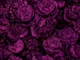 Moody Baroque Velveteen Flowers Fuchsia Mauve