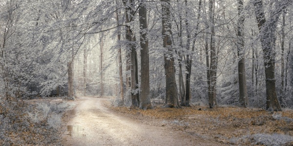Enchanted Forest Walkway