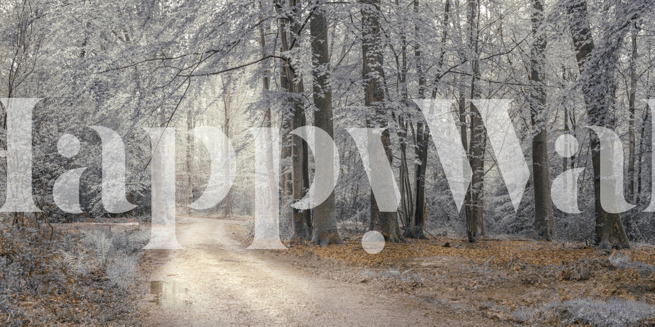 Forest pathway surrounded by trees with muted colors wallpaper