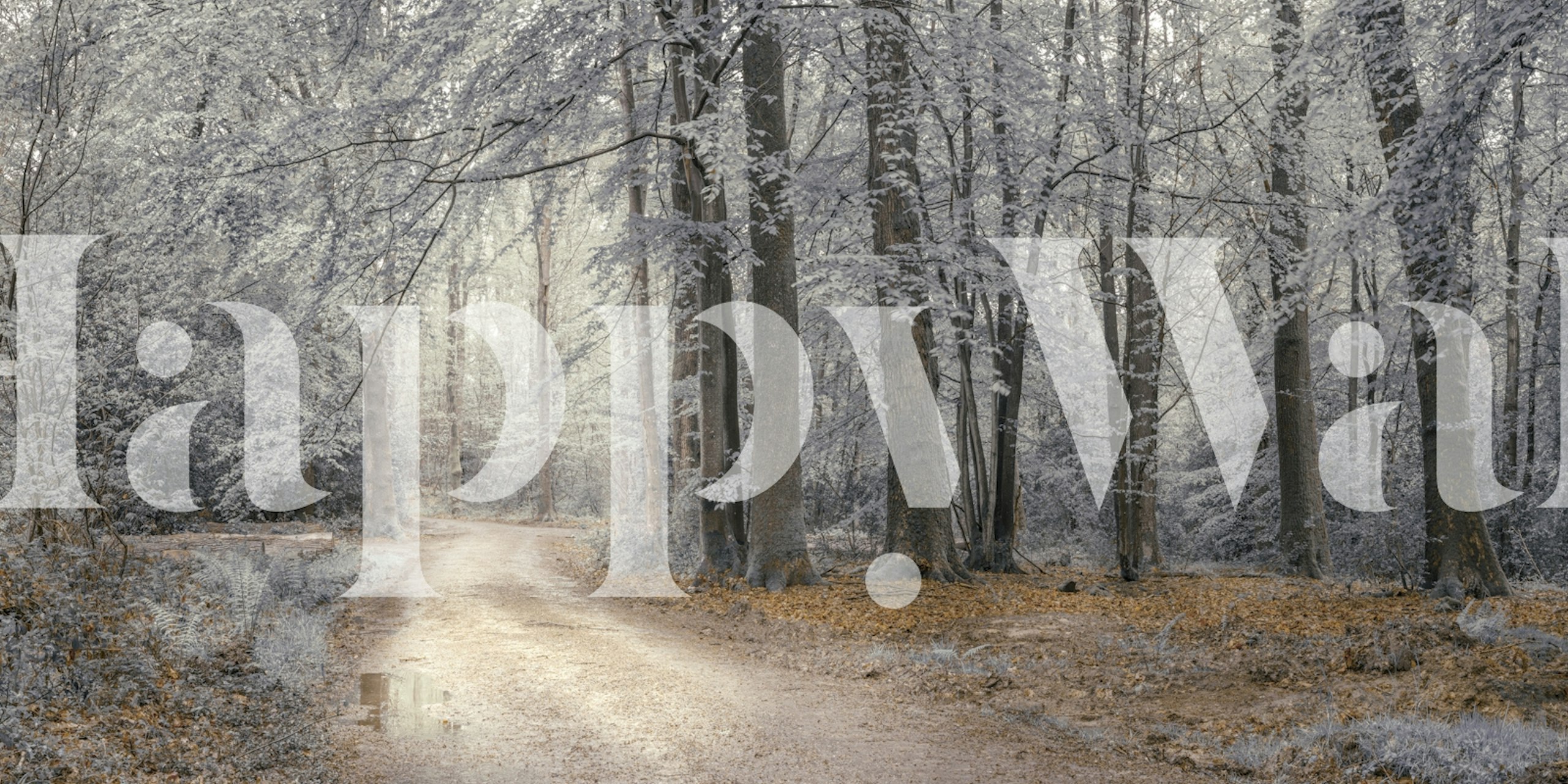 Forest pathway surrounded by trees with muted colors wallpaper