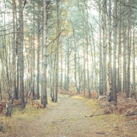 Woodland Passageway papiers peint