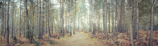 Woodland Passageway