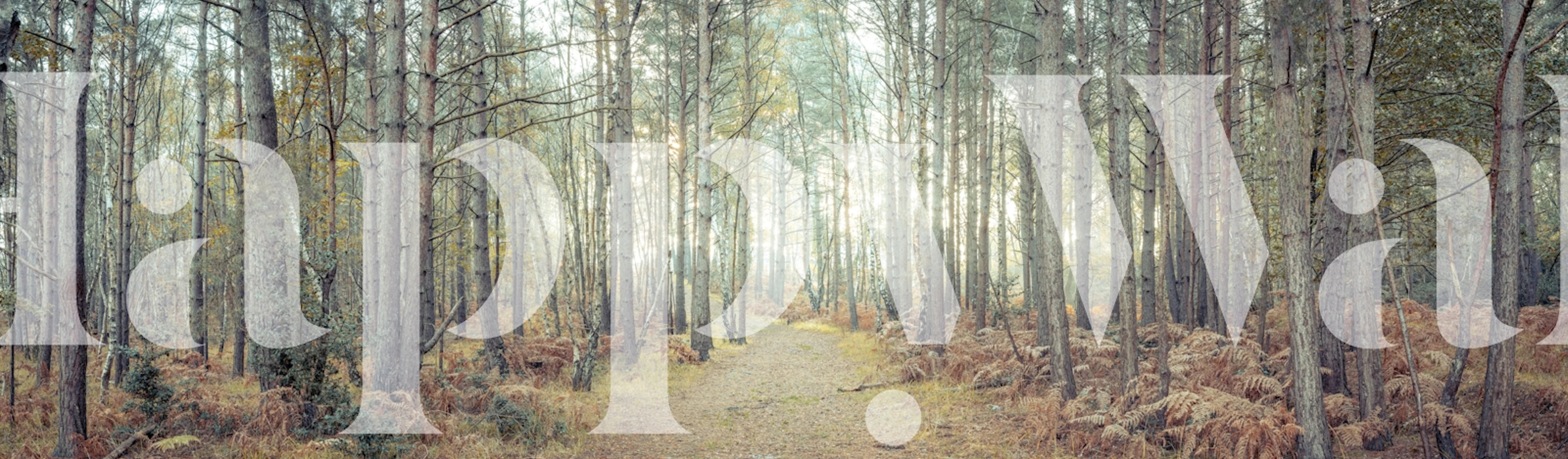 Woodland pathway surrounded by trees and ferns, light colors, nature-themed wallpaper