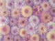Colorful Dahlia Mosaic