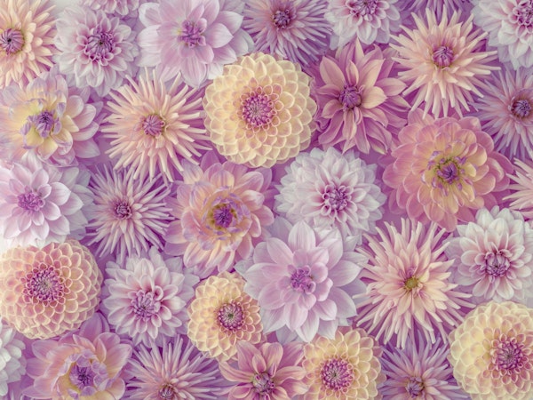 Colorful Dahlia Mosaic