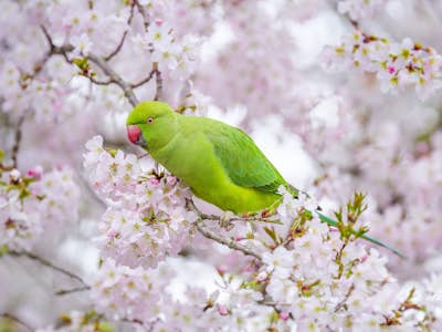 Τοιχογραφία