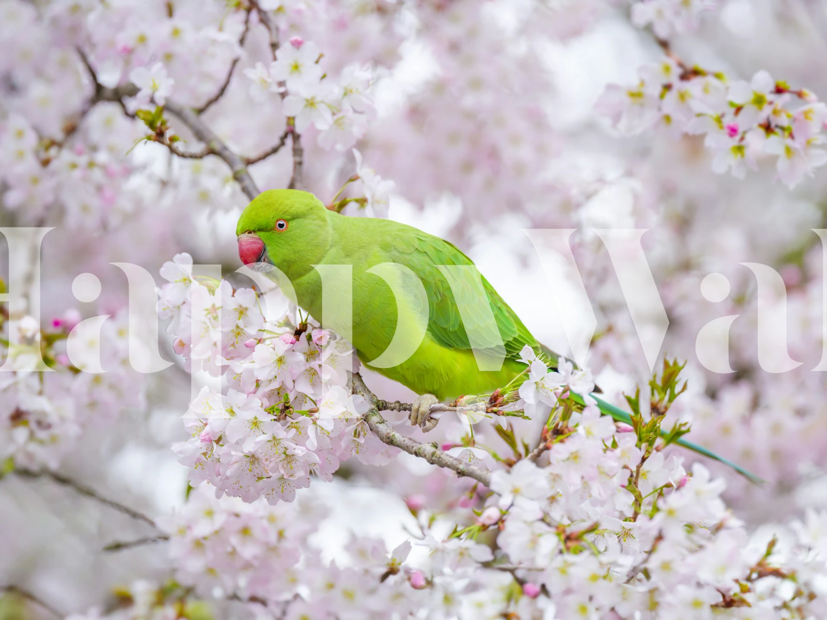 Vibrant papoušek mezi Parrot Among Springtime Blossoms