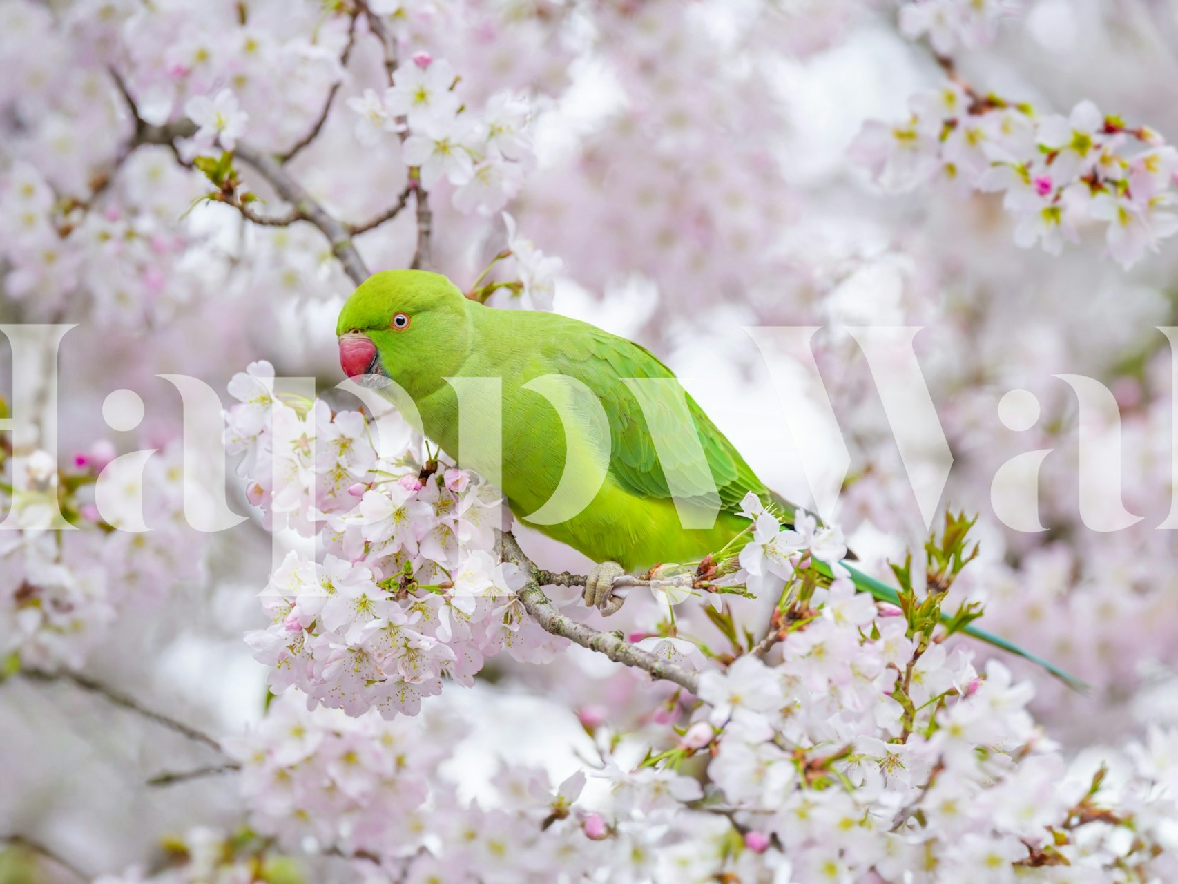 Ζωντανός παπαγάλος ανάμεσα σε Parrot Among Springtime Blossoms
