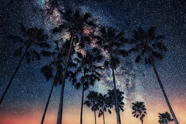 Tropical Starry Night