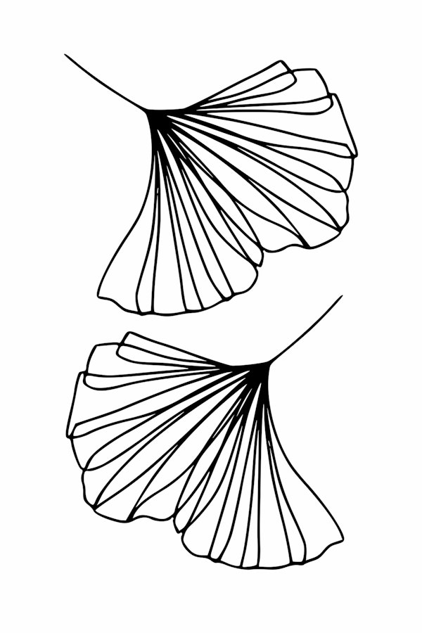 Ginkgo Leaves Minimal Line Art