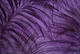 Lush Mystic Purple Tropical Palm Cove