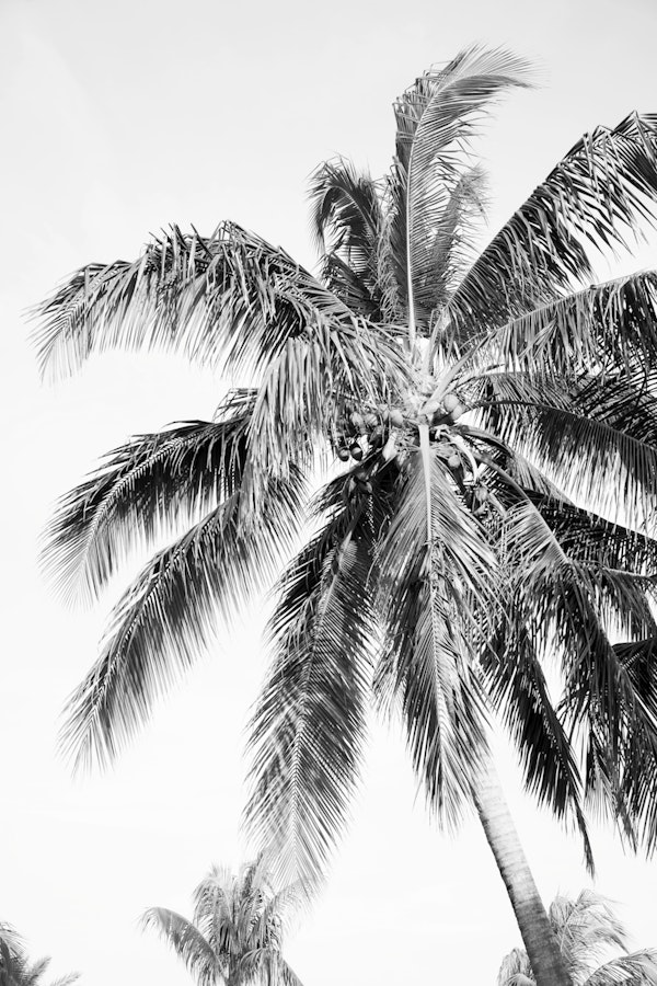 Summer Paradise Palm Tree 3