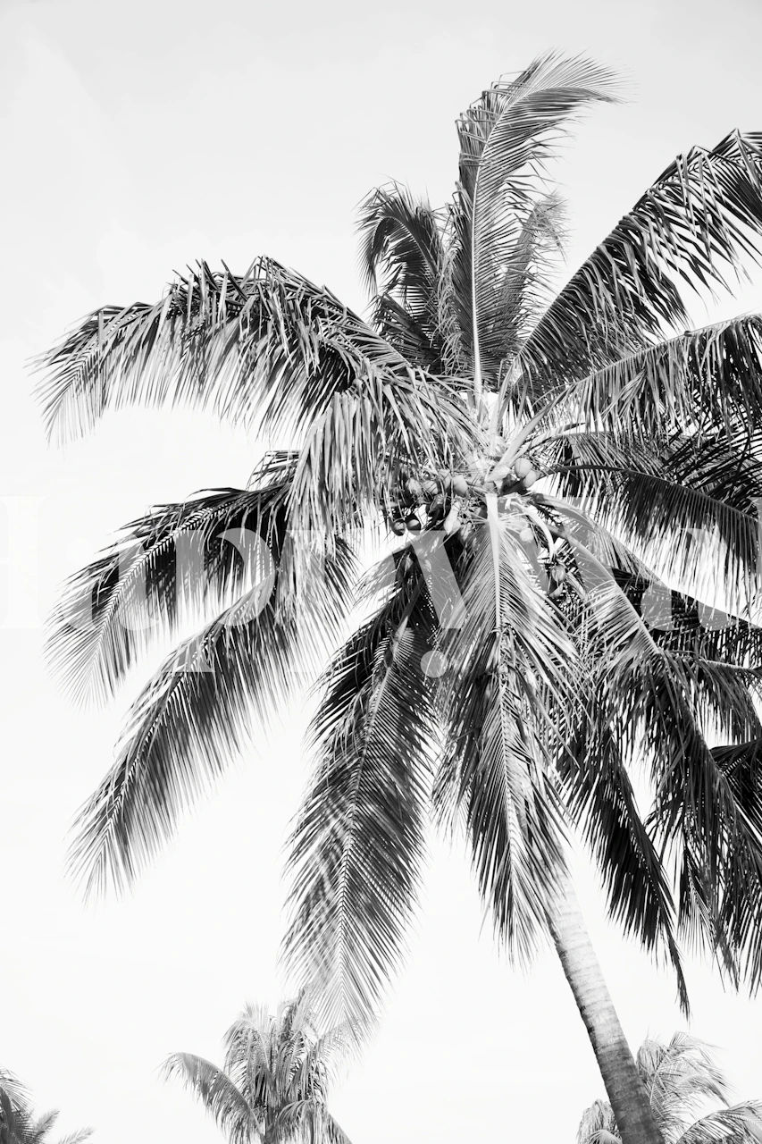 Tropisk palmträd tapet i ett rum