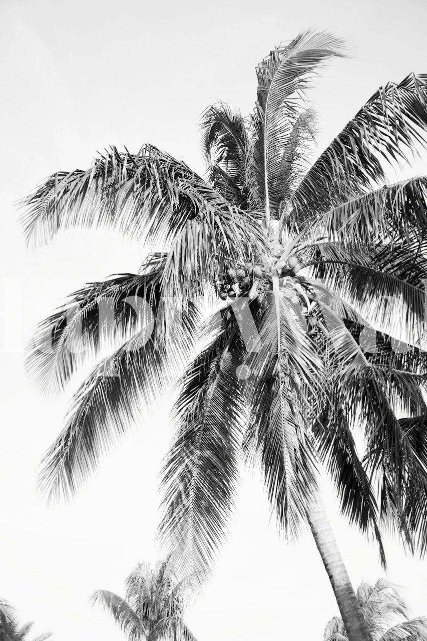Tropical palm tree wallpaper in a room