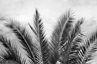 Dreamy Caribbean Palms 3 behang