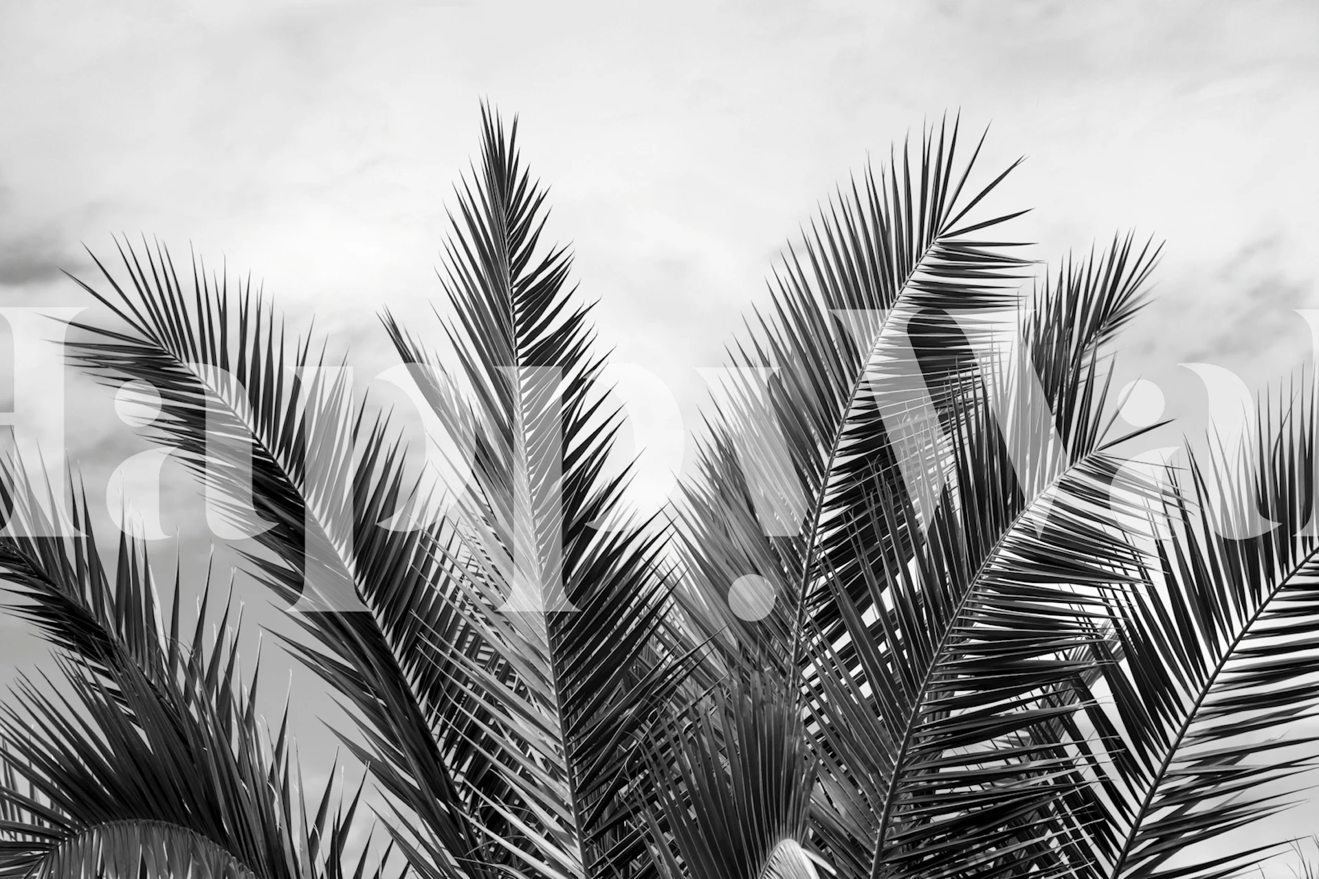 Black and white palm leaves against a cloudy backdrop wallpaper