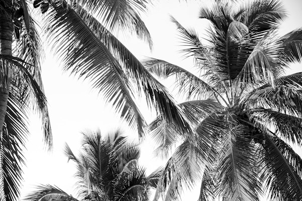 Caribbean Palm Jungle 2