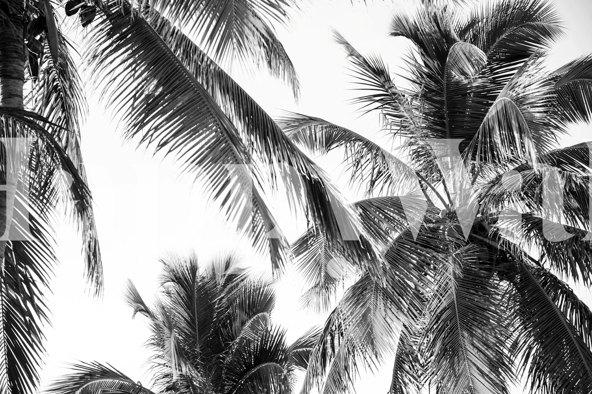 Caribbean Palm Jungle wallpaper in a room