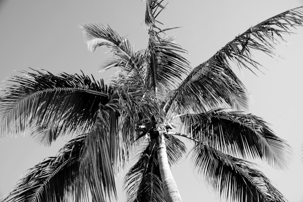 Summer Paradise Palm Tree 4