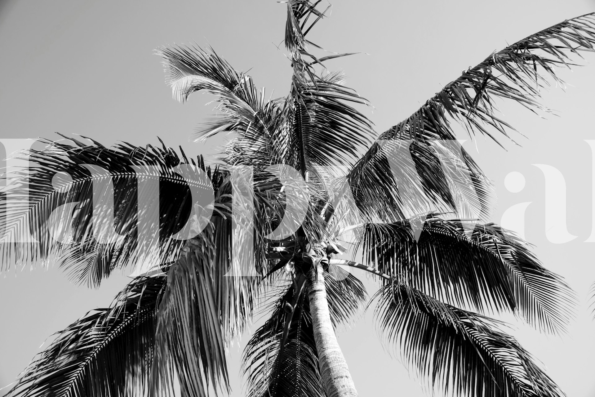 Black and white tropical palm tree wallpaper