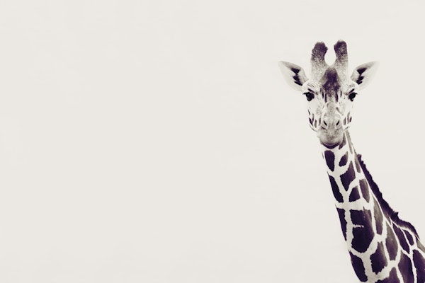 GIRAFFE PORTRAIT BEIGE