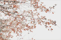UNDER THE TREE - FAGUS LEAVES tapet