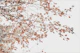 UNDER THE TREE - FAGUS LEAVES