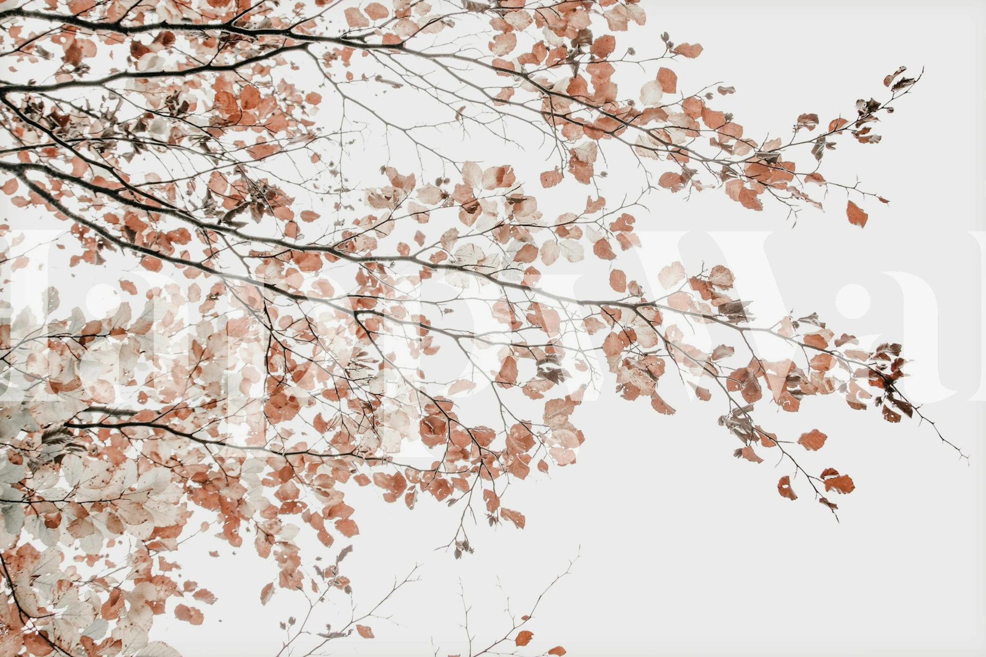 Fagus leaves tapettisuunnittelu huoneessa