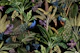 Exotic Peacock Jungle Midnight Garden