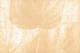Warm Washed Out Tropical Leaves