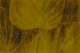 Warm Washed Out Tropical Leaves