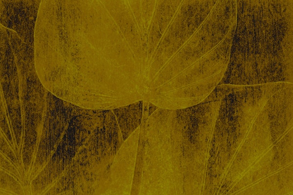 Warm Washed Out Tropical Leaves
