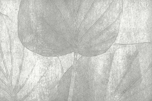 Grey Washed Tropical Leaves
