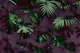Tropical Rainforest Washed Out