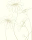 Daisies simple on ivory