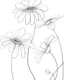 Daisies lineart black and white