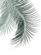 Palm Leaves Soft Dark Green 1