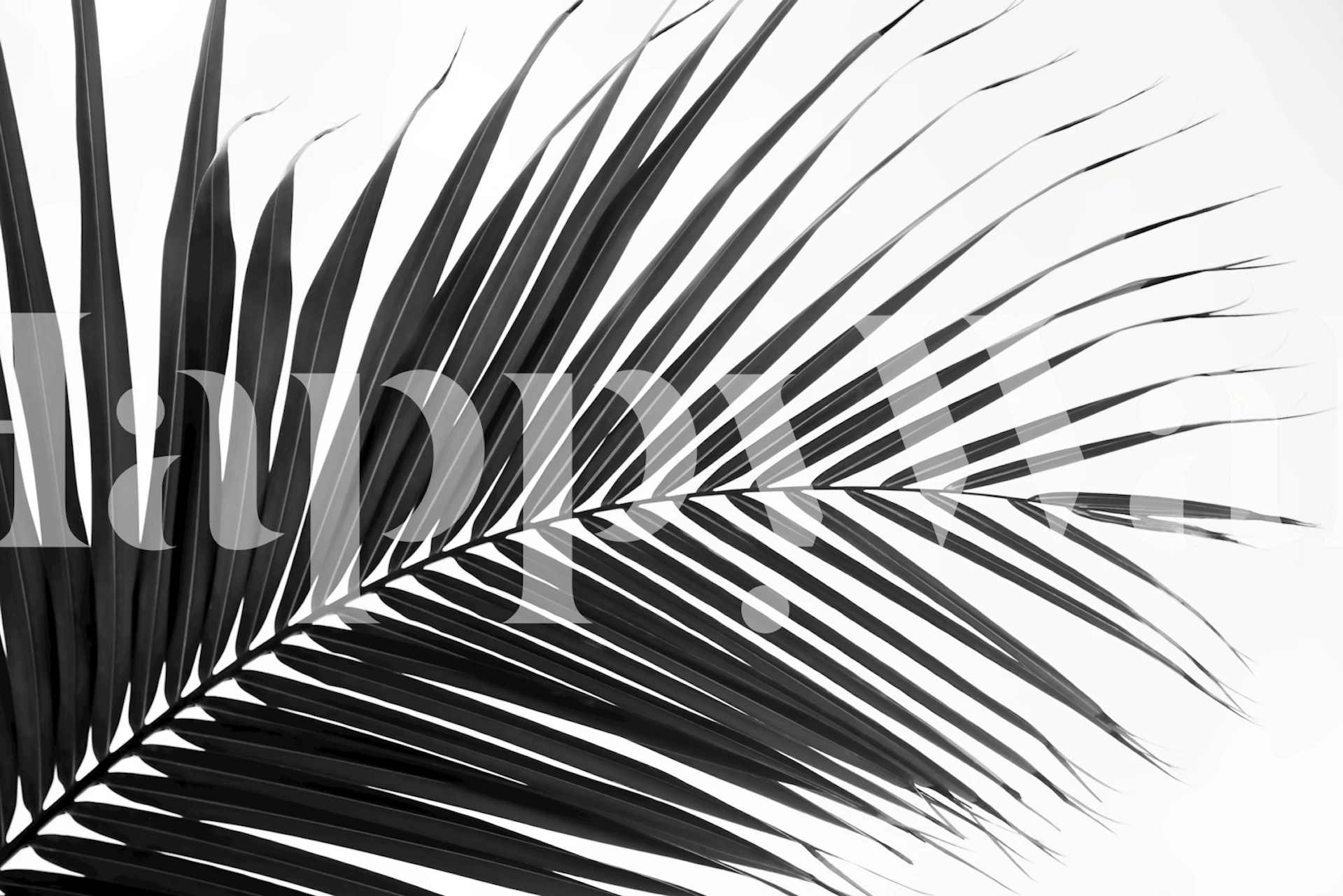Tapeta s motivem černobílých palmových listů, tropická a klidná