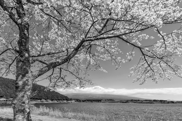 Lake Tanuki with Mount Fuji monochrome