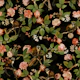 Monkey Band In Flower Chinoiserie Jungle