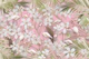 Pastel Flamingo Jungle Love 2