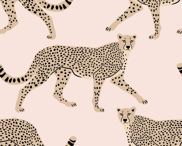 Walking Cheetah on Misty Rose