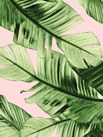 Blush Banana Leaves Dream 6a ταπετσαρία