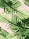 Blush Banana Leaves Dream 6a