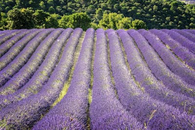 Τοιχογραφία