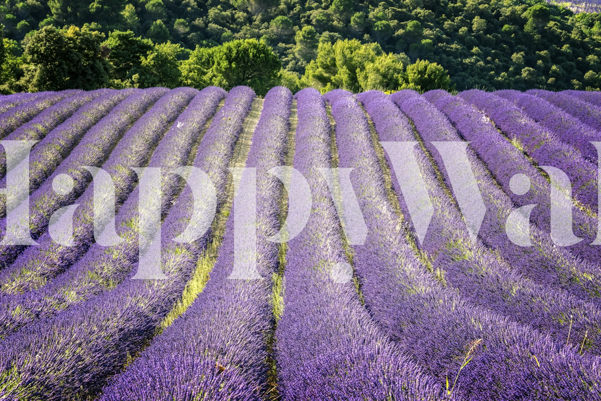 Great perfume wallpaper in a room