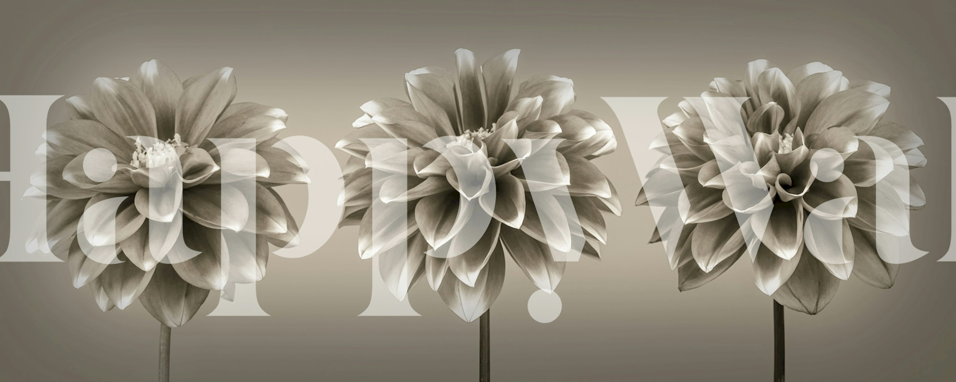 Three dahlia flowers in shades of beige and gray wallpaper